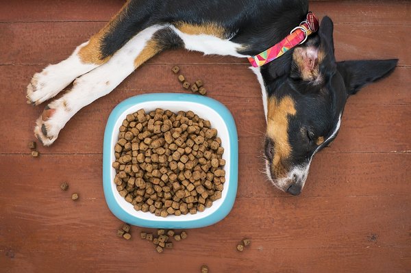 Healthy Diets for Pets in 2024 and Beyond